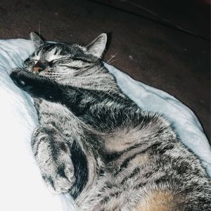 Meet your Posher, Caydence